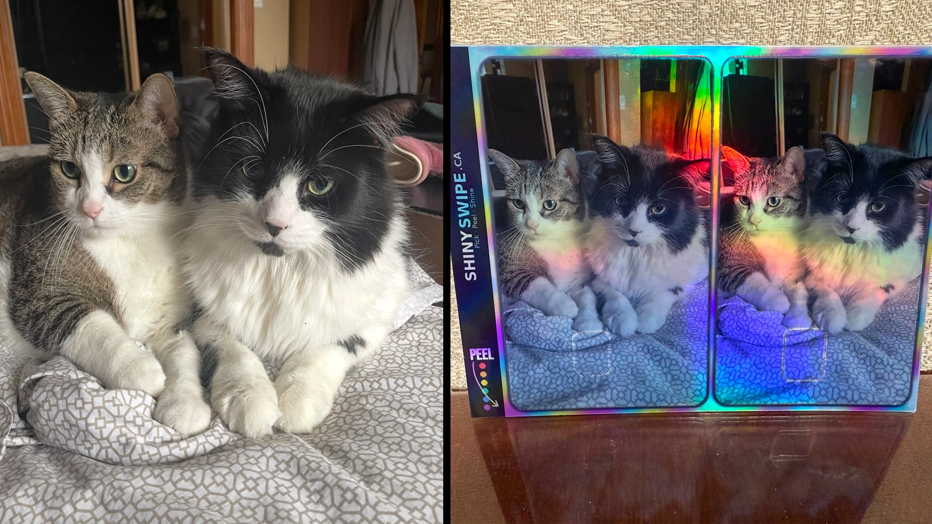 Before and after — two cats photo turned into a holographic card skin